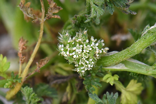 Burr Chervil is a member of the Carrot or Parsley family. It has small white flowers on an umbel flowering stem. Anthriscus caucalis